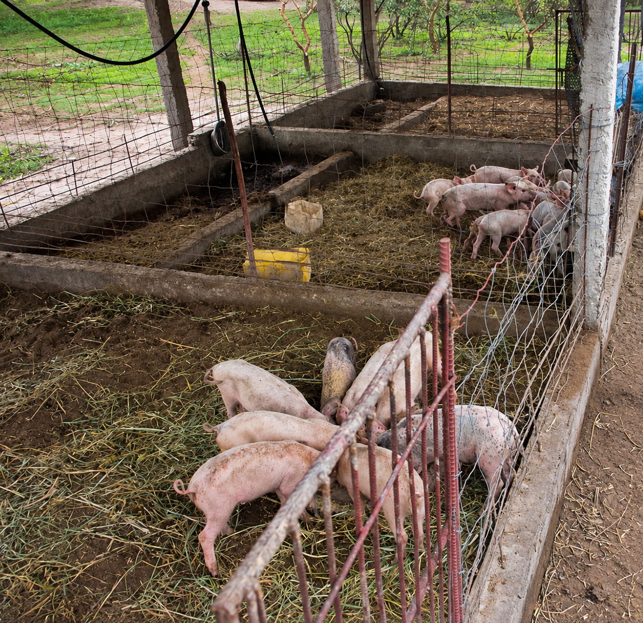 L.O.G.S. for Pigs L.O.G.S. piggery build