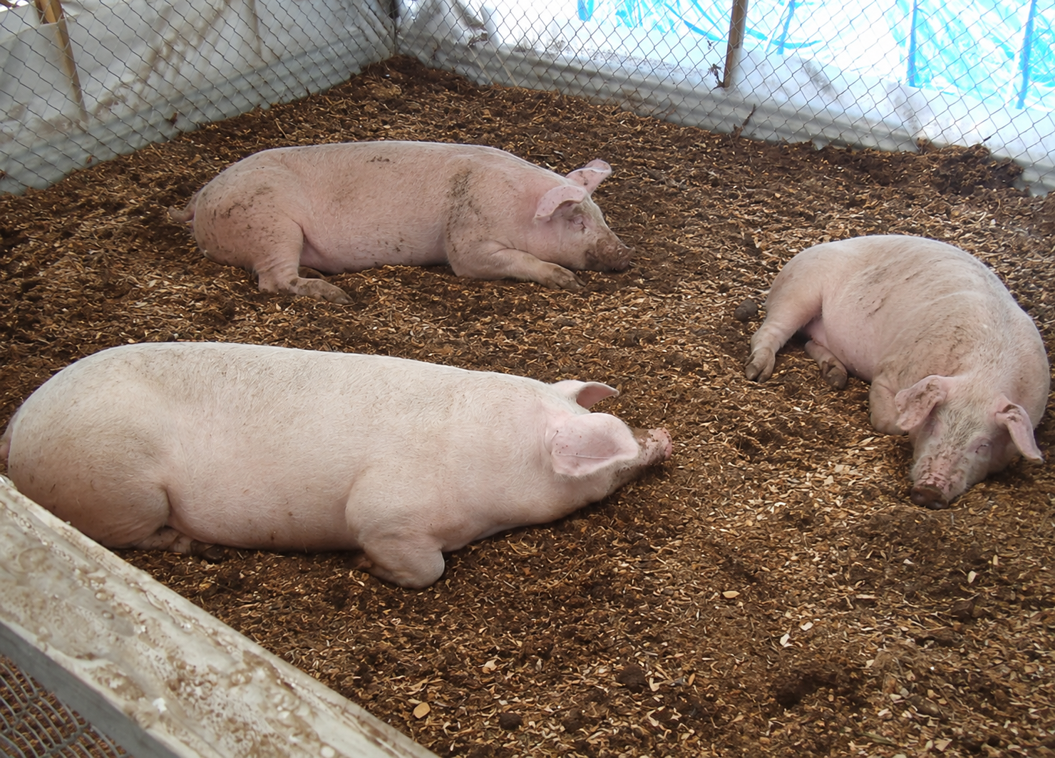 L.O.G.S. for Pigs Protected pig sleeping area
