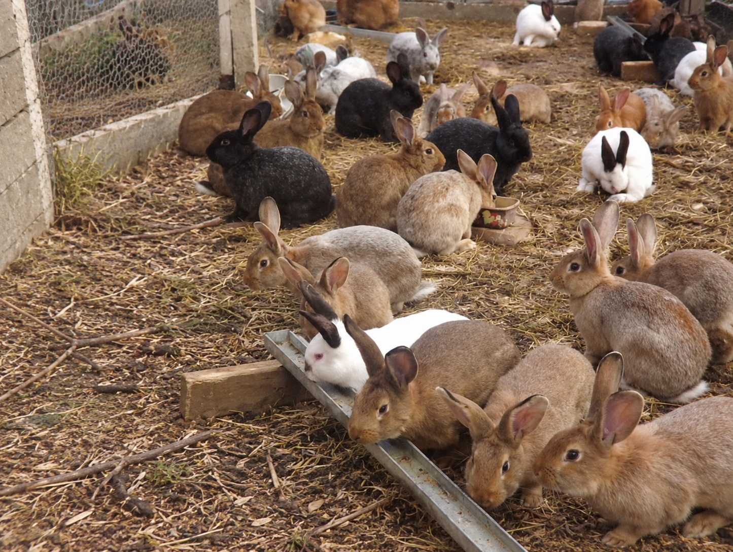 Rabbit area with a woodchip ground surface