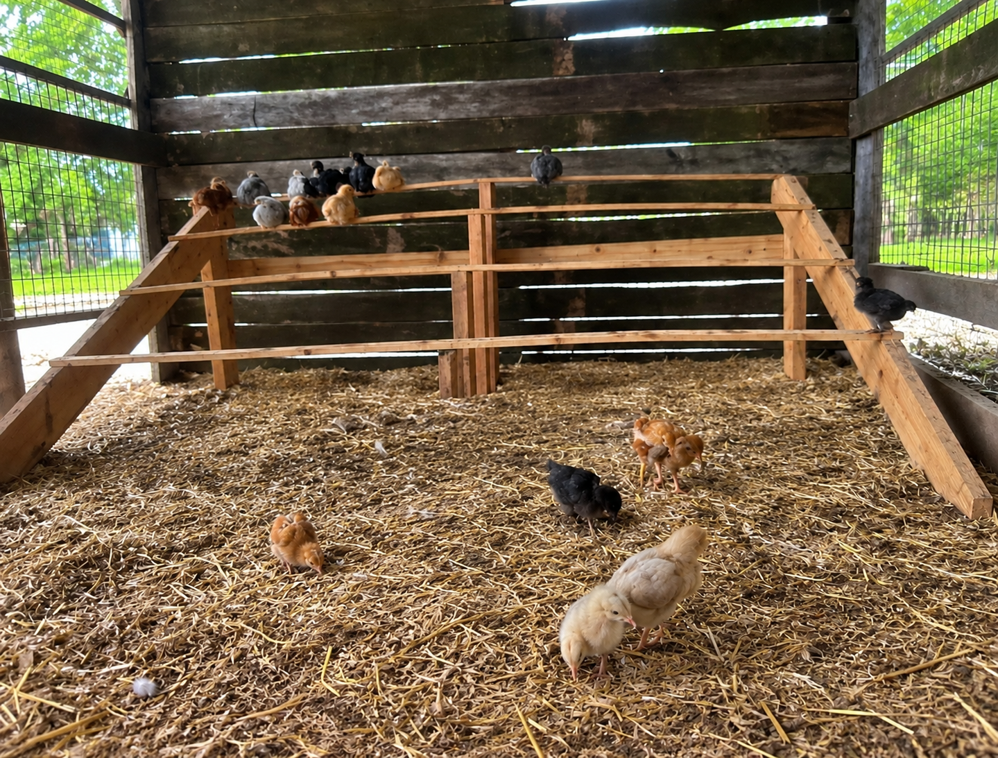 Chickens using a L.O.G.S. living floor