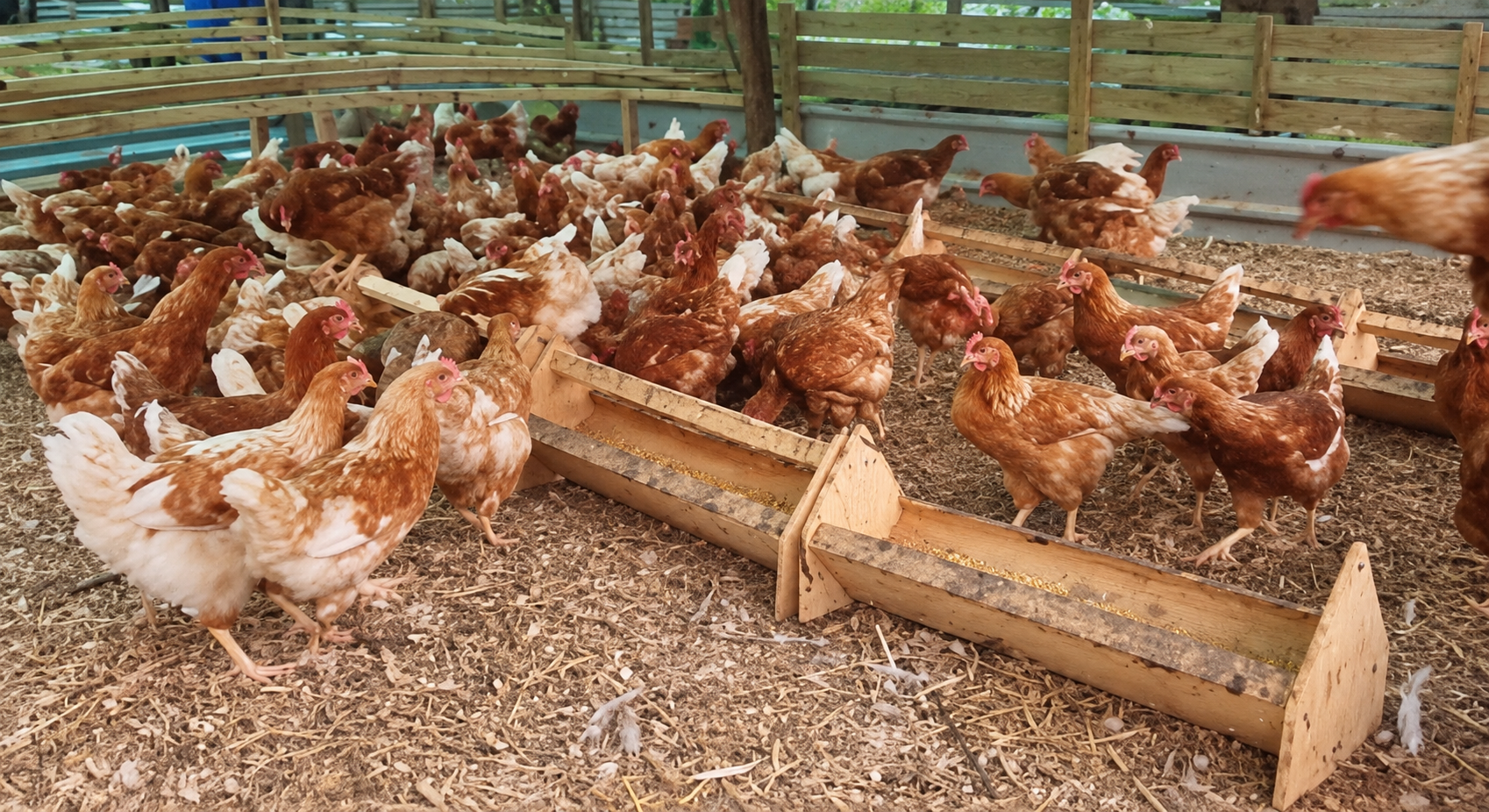 L.O.G.S. poultry coop